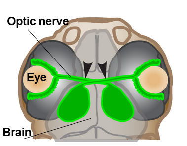 Illustration of zebrafish brain, retina, and optic nerve