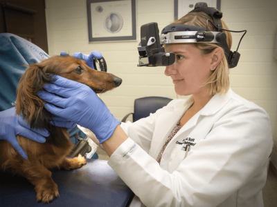 Dr. Scott examining a dog's eyes