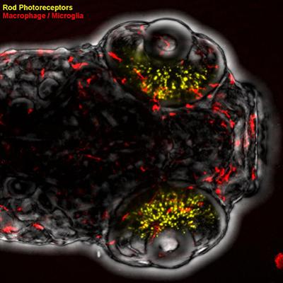zebrafish immune cells