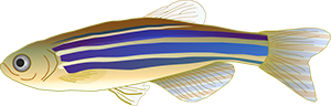 Illustration of zebrafish