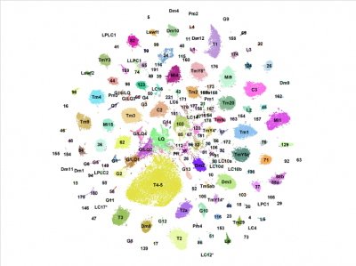 Color-coded map of gene expression. Credit: Desplan Lab/NYU