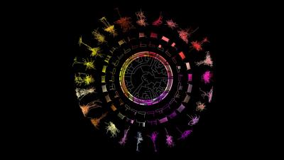 Colored neuron images arranged in a circle