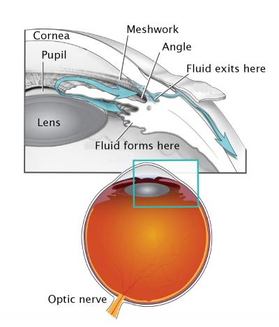 Image shows eye globe, optic nerve, lens, cornea, pupil, meshwork, angle, and where fluid forms and exits the front of the eye.