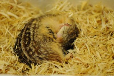Ground squirrel curled up in a nest