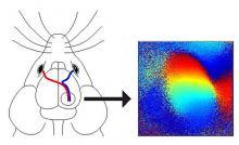 brain circuit systematic