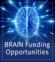 brain logo