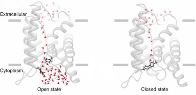 Two views of aquaporin molecular structure