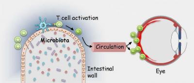 Schematic of microbiota interacting with ocular immune system.