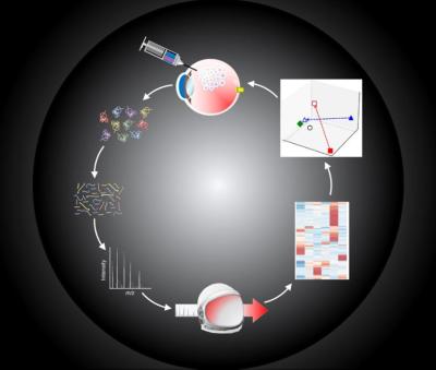 Schematic summarizing the research by Sodhi’s team.