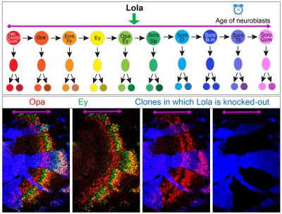 Opa and Ey transcription factors in drosophila tissues