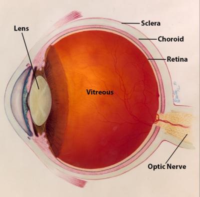 diagram of eye