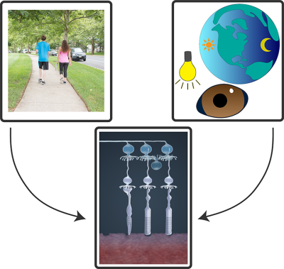 Vision and non-vision functions use different neuronal circuits in the retina.