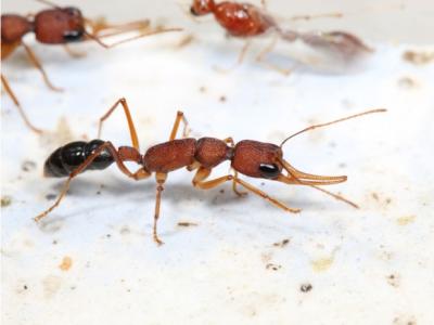 Ants