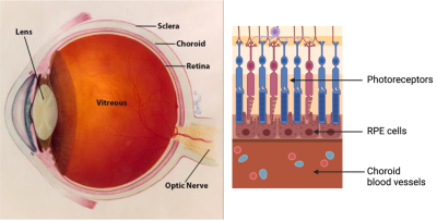 Illustration of an eye and its inner layers showing photoreceptors, RPE, and blood vessels