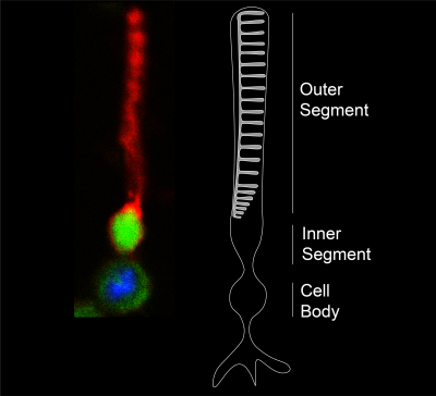 Florescent photo of mouse rod photoreceptor, next to photoreceptor schematic showing cell body, inner and outer segments.