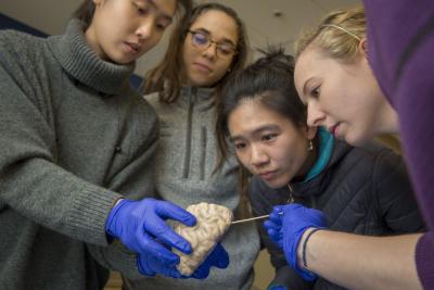 Researchers examining brain