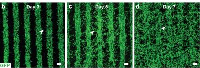 rows of green cells
