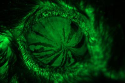 Green-stained limbal stem cells track towards center of mouse cornea.