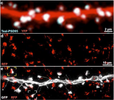 Synapses between neurons in thalamus and cortex.