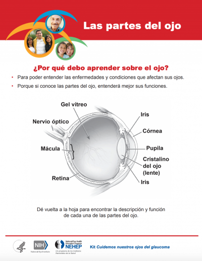 Las partes del ojo