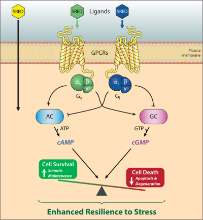 Schematic showing SREDs bind to G-protein coupled receptors to promote cell survival