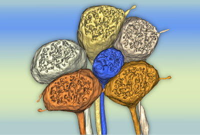 Axon terminals of color photoreceptors