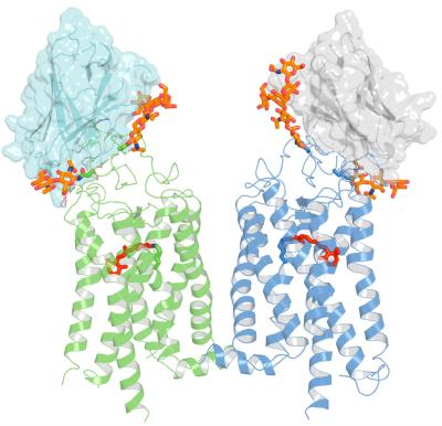 Rhodopsin-bound nanobodies