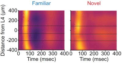 Graphs showing increase in activity across the visual cortex in response to novel visual scenes.