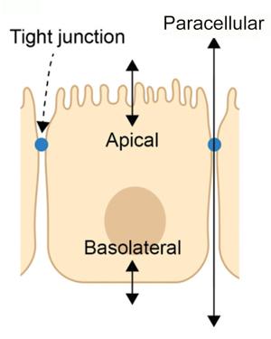 RPE cell illustration showing pathways