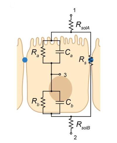 RPE cell illustration showing pathways