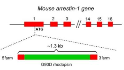 Schematic of Mouse arrestin-1 gene.