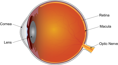 Schematic showing macula at the back of the eye.