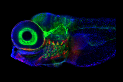Zebrafish, imaged via fluorescence confocal microscopy