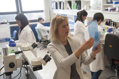 Scientist examines Western blots in the laboratory.