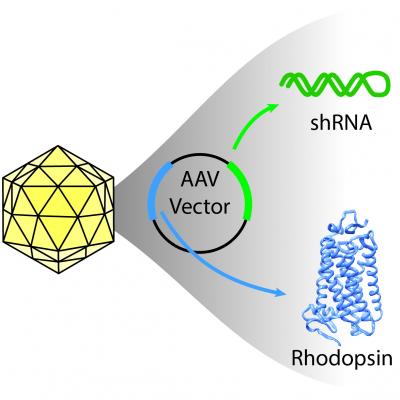 Illustration of icosahedral virus capsid, containing circular AAV vector. Arrows point from green and blue colored regions of the vector to shRNA and rhodopsin protein, respectively.
