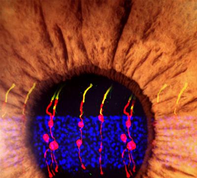 Artistic image shows Müller glia-derived rod photoreceptors.