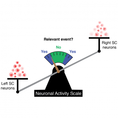A scale with left superior colliculus neurons more activated on left and right superior colliculus neurons less activated on the right, and scale weighed down to the left. Needle on scale points to “yes”, meaning detection of relevant event.