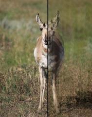 A pronghorn antelope in the Grand Teton National Park captured by a DSLR camera using the image stabilization function (left). The image on the right was artificially blurred to simulate one’s vision without the work of direction-sensitive ganglion cells. Photo is courtesy of Lu O. Sun, Johns Hopkins Medicine.