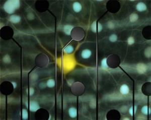 Chichilnisky and colleagues used an electrode array to record activity from retinal ganglion cells (yellow and blue) and feed it back to them, reproducing the cells' responses to visual stimulation. Credit: E.J. Chichilnisky, Stanford.