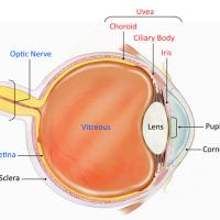 Eye diagram showing the uvea, optic nerve, retina, sclera, cornea and pupil.