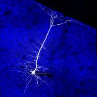 Illuminated neuron projection from visual cortex