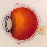 diagram of the eye