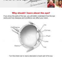 Parts of the Eye