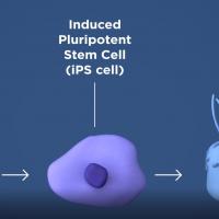 Schematic showing how to produce iPS cells