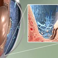 Illustration of the front of the eye