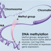 DNA methylation process