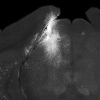 Grayscale slice of mouse brain with neurons highlighted