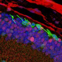 photoreceptors