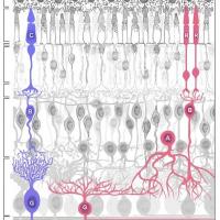 Layers of the retina as drawn by Ramon y Cajal