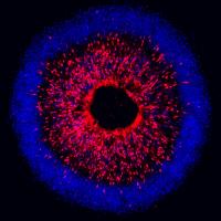 Image of fluorescent cells in iris-like pattern